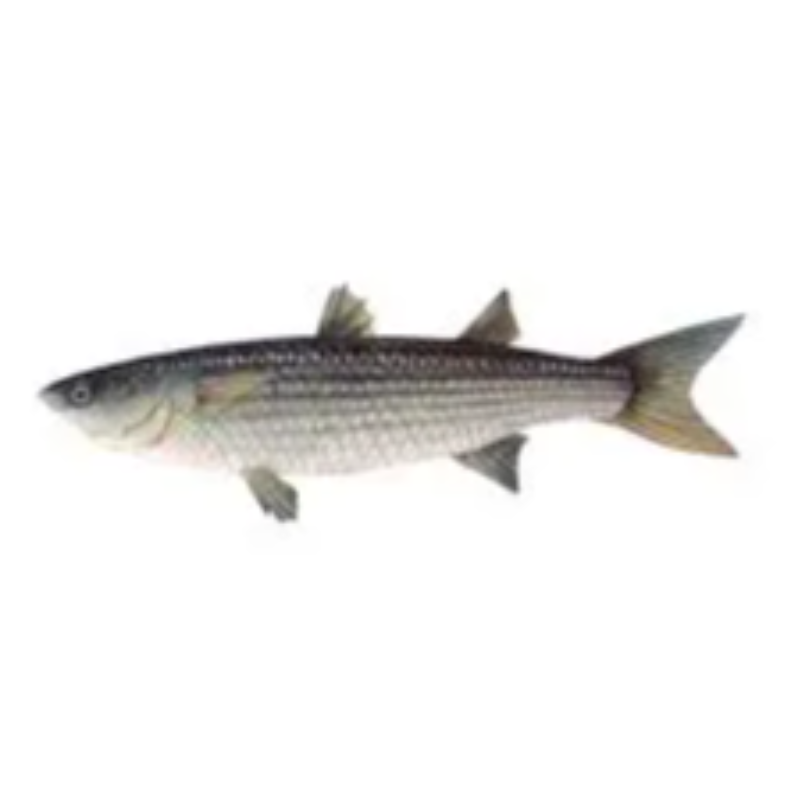 Grey Mullet (Thirutha) Main Image